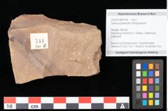 Foto (Objekt + Etikett) von Quercus palaeoilex Ettingshausen (NHMW-GEO-2024-0188-0744)